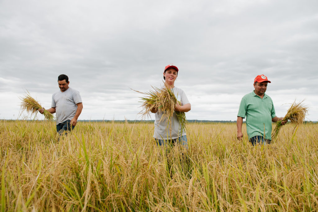 Lula é presença confirmada na festa do arroz orgânico em Nova Santa Rita