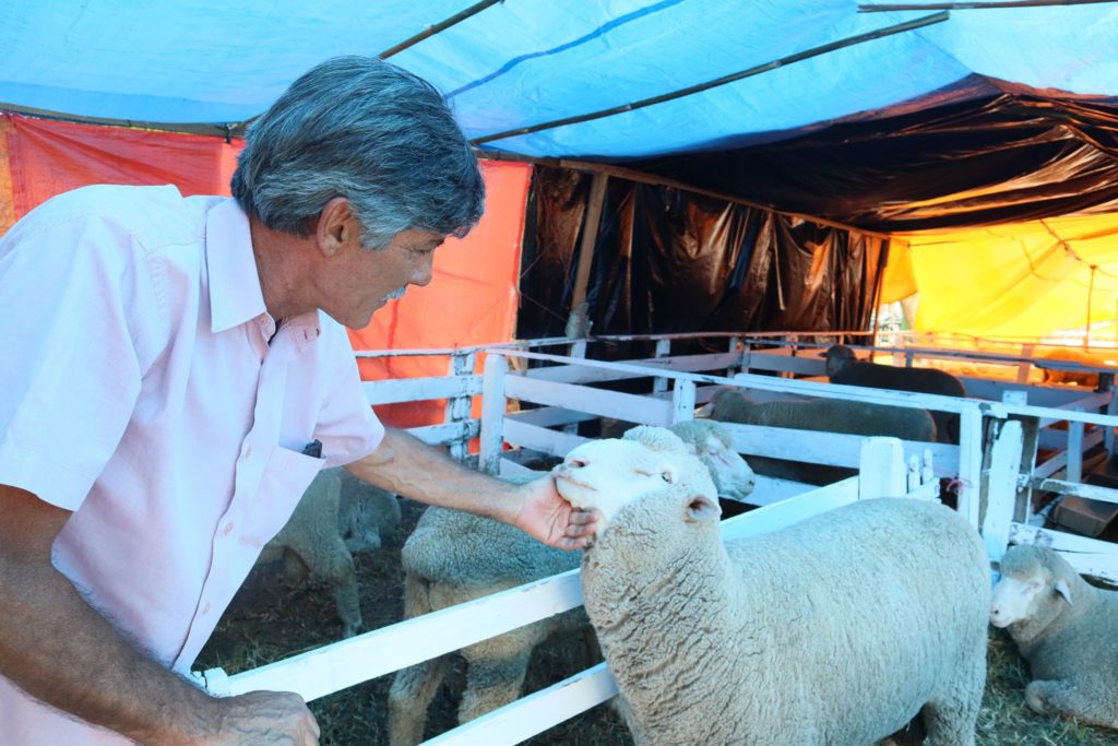 Marroni relatará PL sobre a Feovelha 