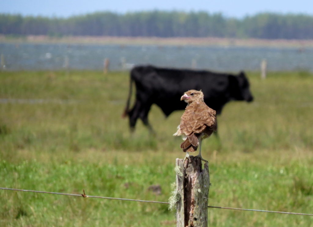 Projeto que cria prêmio de fotografia do pampa gaúcho é aprovado em comissão