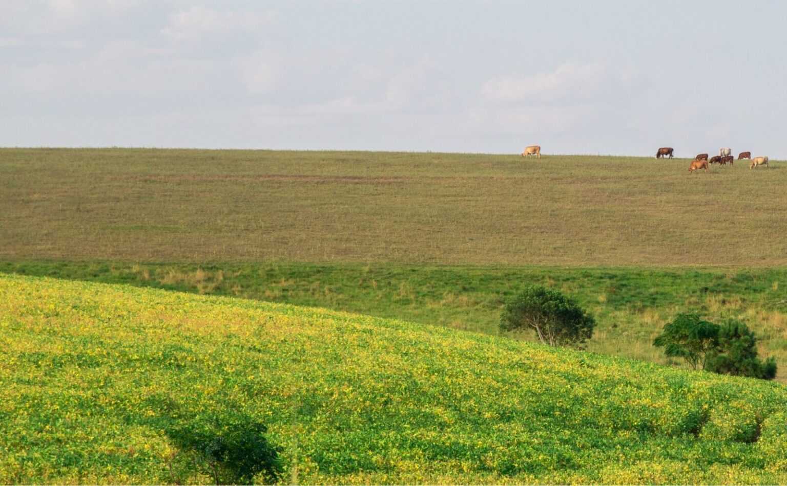 Lançamento de documentário marca o Dia Nacional do Bioma Pampa